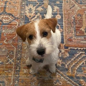 Meet your Posher, Alexa